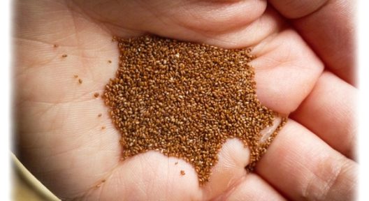 TEFF_grain
